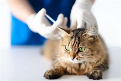 Glucosamine and chondroitin are commonly recommended by veterinarians as an alternative for treating osteoarthritis in canines unable to there have been very few side effects observed in patients taking glucosamine, including Cerenia for Cats: How It Works, Side Effects, and More ...