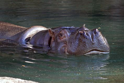 Kilimanjaro Safaris Animals Nile Hippo Photo 2 Of 2
