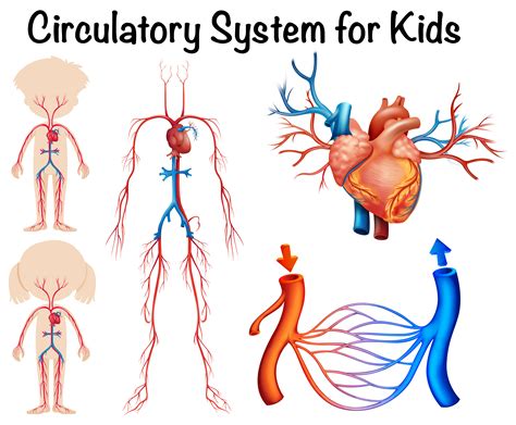 A very good diagram, made the study of coronary arteries of anterior heart wall very easy. Circulatory system for kids - Download Free Vectors, Clipart Graphics & Vector Art