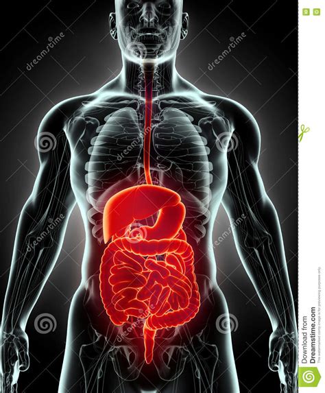 Download a free preview or high quality adobe illustrator ai, eps, pdf and high resolution jpeg versions. 3D Human Male X-ray Digestive System. Stock Illustration - Illustration of liver, abdomen: 72916340