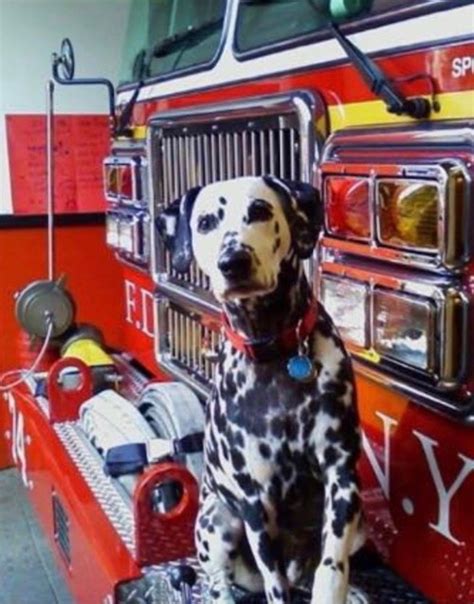 Why Is The Dalmatian Called The Firehouse Dog