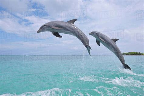 Common Bottlenose Dolphins Jumping In Sea Roatan Bay