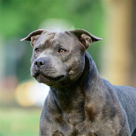 25 Staffordshire Pit Bull Terrier Picture Bleumoonproductions