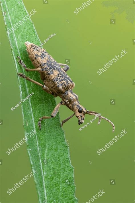A Longhorn Beetle Rhagium Sycophanta A Bug Sitting On Top Of A Green
