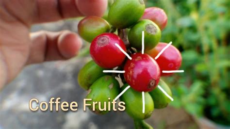 100% pure hawaiian coffeeberry coffee fruit extract (coffea arabica) (30ml). Coffee Fruits 😲 - YouTube