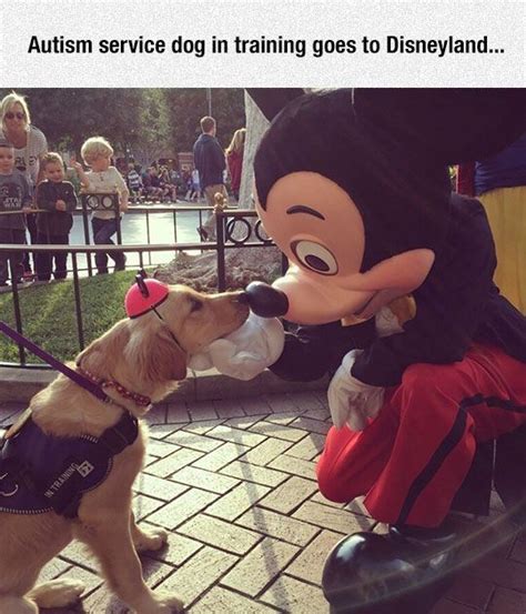 There are lengthy training programs that product questions. Autism Service Dog In Training At Disney Pictures, Photos ...