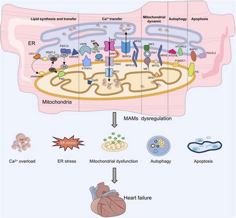 The Role Of MAMs In Heart Failure Development Proteins Located On The