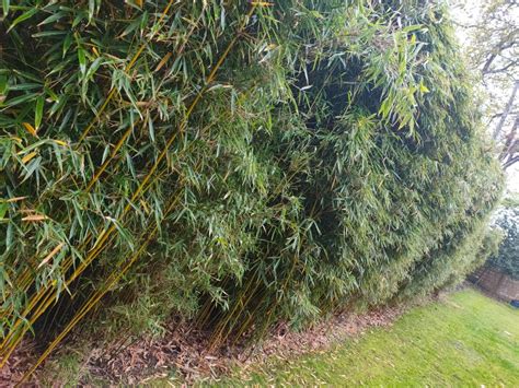 Fargesia Robusta Campbell Clumping Hardy Bamboo Plants Worldgardenplants