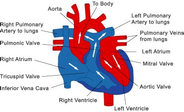 Blood flow refers to the movement of blood through a vessel, tissue, or organ, and is usually expressed in terms of volume of blood per unit of time. About Heart Surgery | Columbia University Department of ...