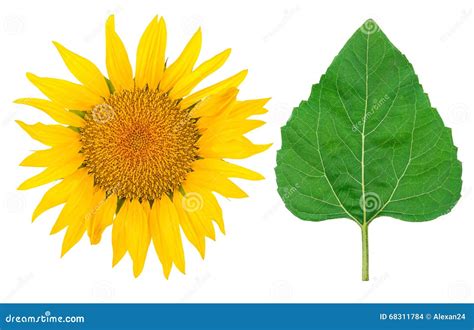 Sunflower And Green Leaf Stock Photo Image Of Common 68311784