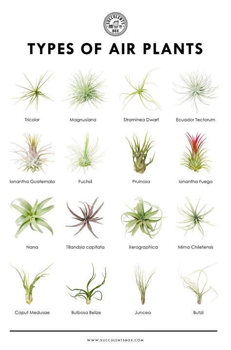 Types Of Succulents Digital Printable Succulent Identification Chart
