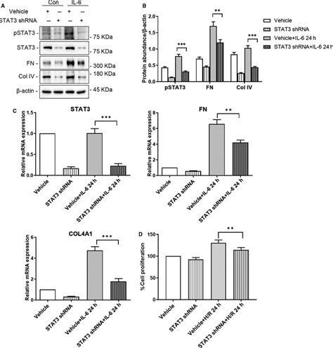 Depletion Of STAT3 Reduced The Release Of ECM And The Proliferation Of