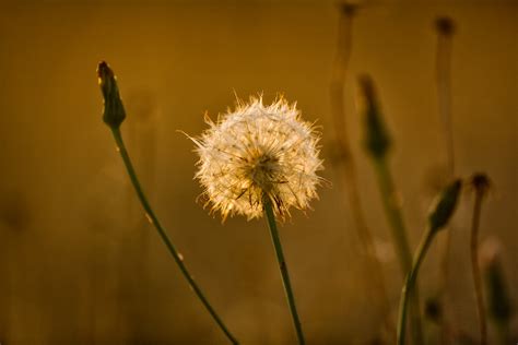 Selective Focus And Depth Of Field