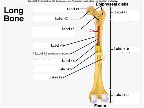 Long Bone Anatomy Anatomical Charts And Posters
