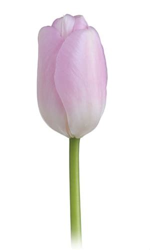 French Tulip Sauterne Tulips Flowers And Fillers Flowers By