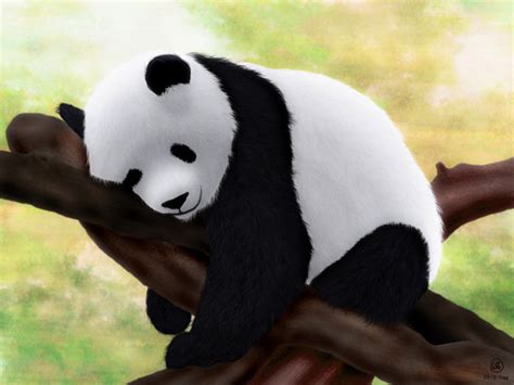 Pandas Pandas Wallpaper 16573424 Fanpop