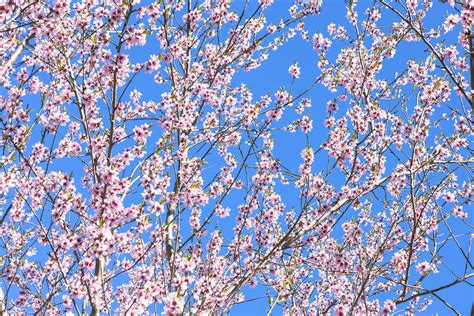 Cherry Blossom Tree Wall Mural And Photo Wallpaper Photowall