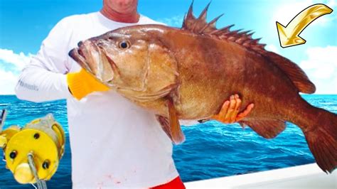 Caught A Monster Grouper That Weighed More Than Me Youtube