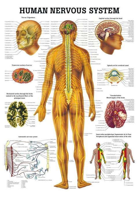 Anatomy Poster Human Nervous System Laminated