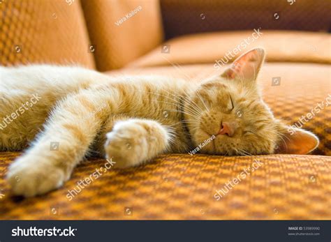 The Ginger Cat Sleeping On Couch Stock Photo 53989990 Shutterstock