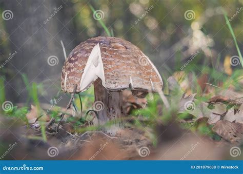 Amanita Rubescens Known As Blusher Edible Wild Mushroom Stock Photo