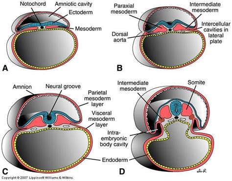 Formation Of Intra Embryonic Cavity From Intra Embryonic Coelom Of