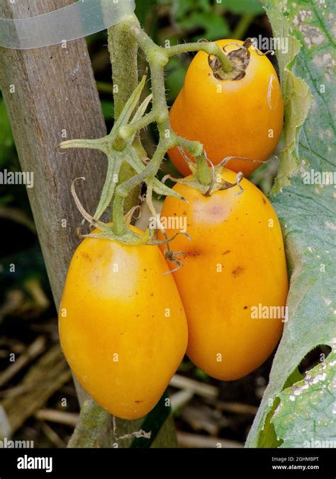 Tomate Orange Banana Stock Photo Alamy