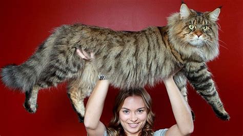 Largest Cat Breeds Which Are Suitable For Your Home