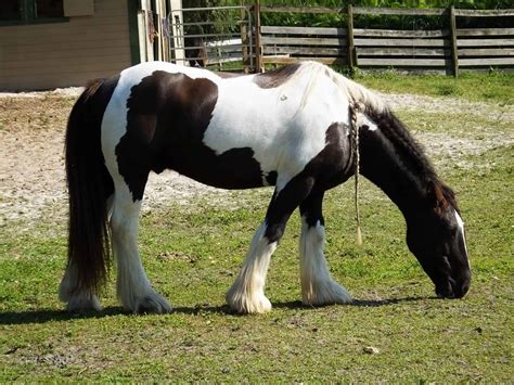 Equine 411 All About The Gypsy Vanner Horse Breed