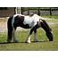 Equine 411 All About The Gypsy Vanner Horse Breed