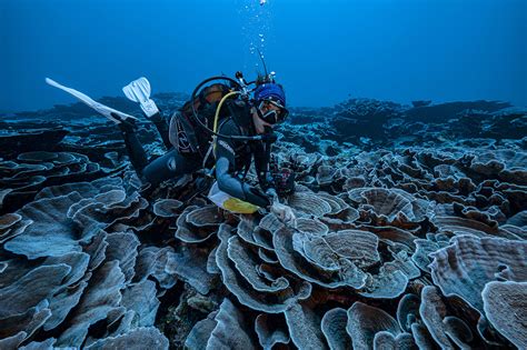 Découverte d'un récif de coraux géants au large de Tahiti, des images