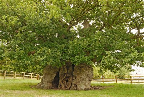 The Uks Oldest And Most Historic Ancient Trees Wanderlust