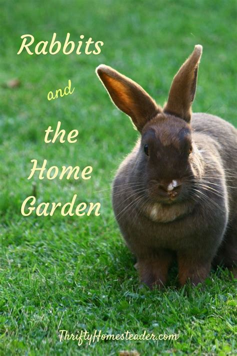 Rabbits And The Home Garden The Thrifty Homesteader Rabbit Sustainable Garden Healthy Garden