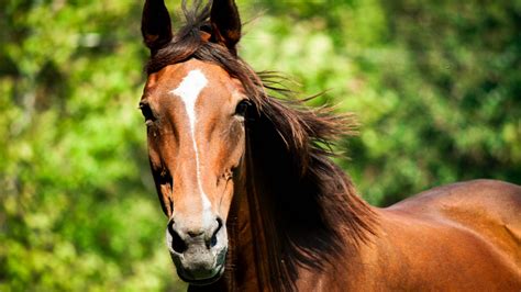 Brown Horse With Shallow Background Of Green Trees Hd Horse Wallpapers