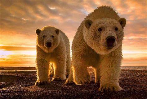 Failed Amstrup Polar Bear Predictions Have Climate Change