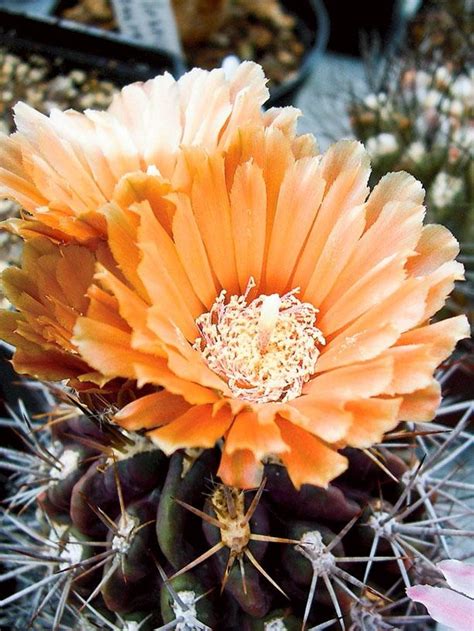 Arizonas State Flower Is The Prickly But Lovely Cactus Blossom Most