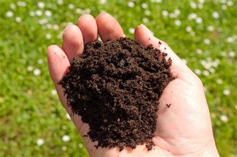 What Is Organic Soil With Pictures