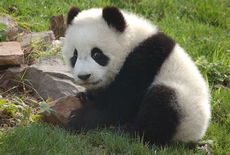 Panda Cub 6 Month Old Panda Cub Panda Reserve Chengdu Si Flickr