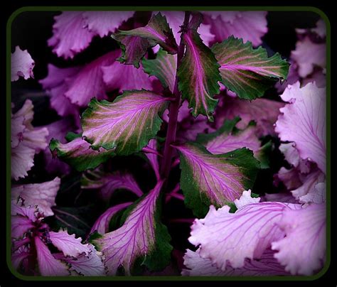 Have A Rich Green And Purple Day This Plant Fascinated Me Flickr