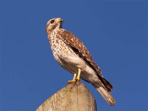 Juvenile Red Shouldered Hawks Identification Guide With Birdfact