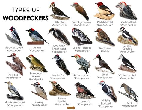 Woodpecker Facts Types Classification Habitat Diet Adaptations