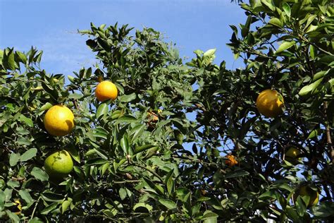 Citrus Trees For Sale
