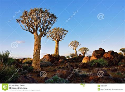 Quiver Tree Forest Namibia Stock Image Image Of Magical