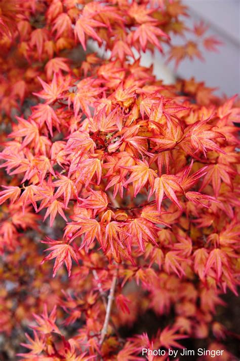 Buy Acer Palmatum Corallinum Pink Japanese Maple — Mr Maple │ Buy