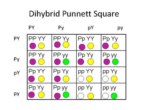 Dihybrid Punnett Square Blank Determining Genotypes And Phenotypes Images