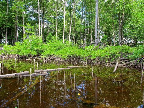 Mangrove Forest Young Mangrove Saplings Growing In Kubu Ra Flickr