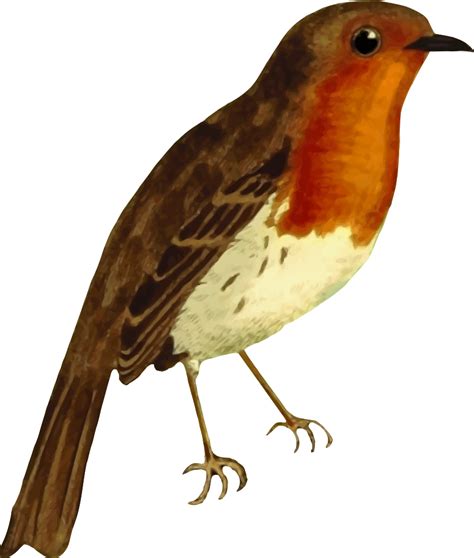 Clipart Robin Bird 10 Free Cliparts Download Images On Clipground 2022 Gambaran