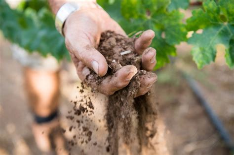 How To Prepare Your Soil And Plant A Grape Vine
