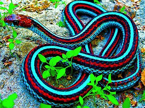 Vibrant Colorful Snake! | Colorful animals, Snake ...