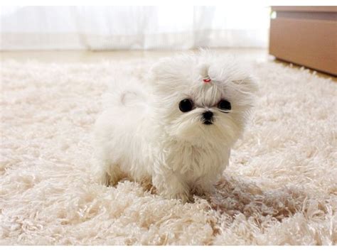 Make sure the shipping company has a usda license and can be checked out with the bbb. Charming AKC Healthy Teacup Maltese Puppies For Adoption ...